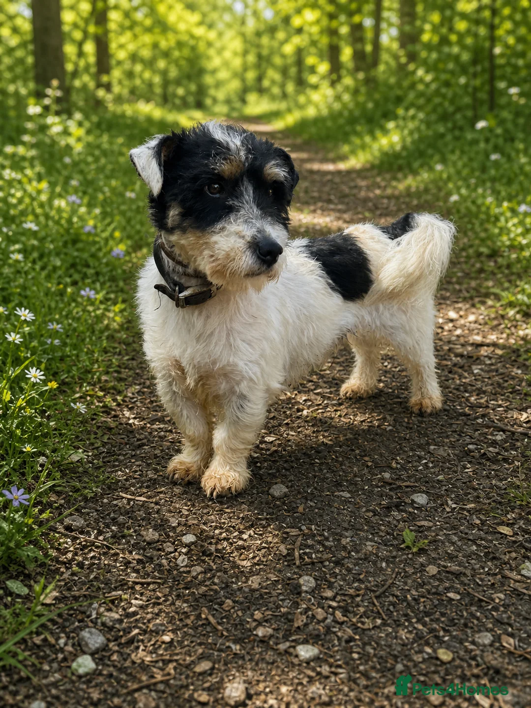 Jack Russell dogs for stud: Long haired Jack Russell  - Advert 2