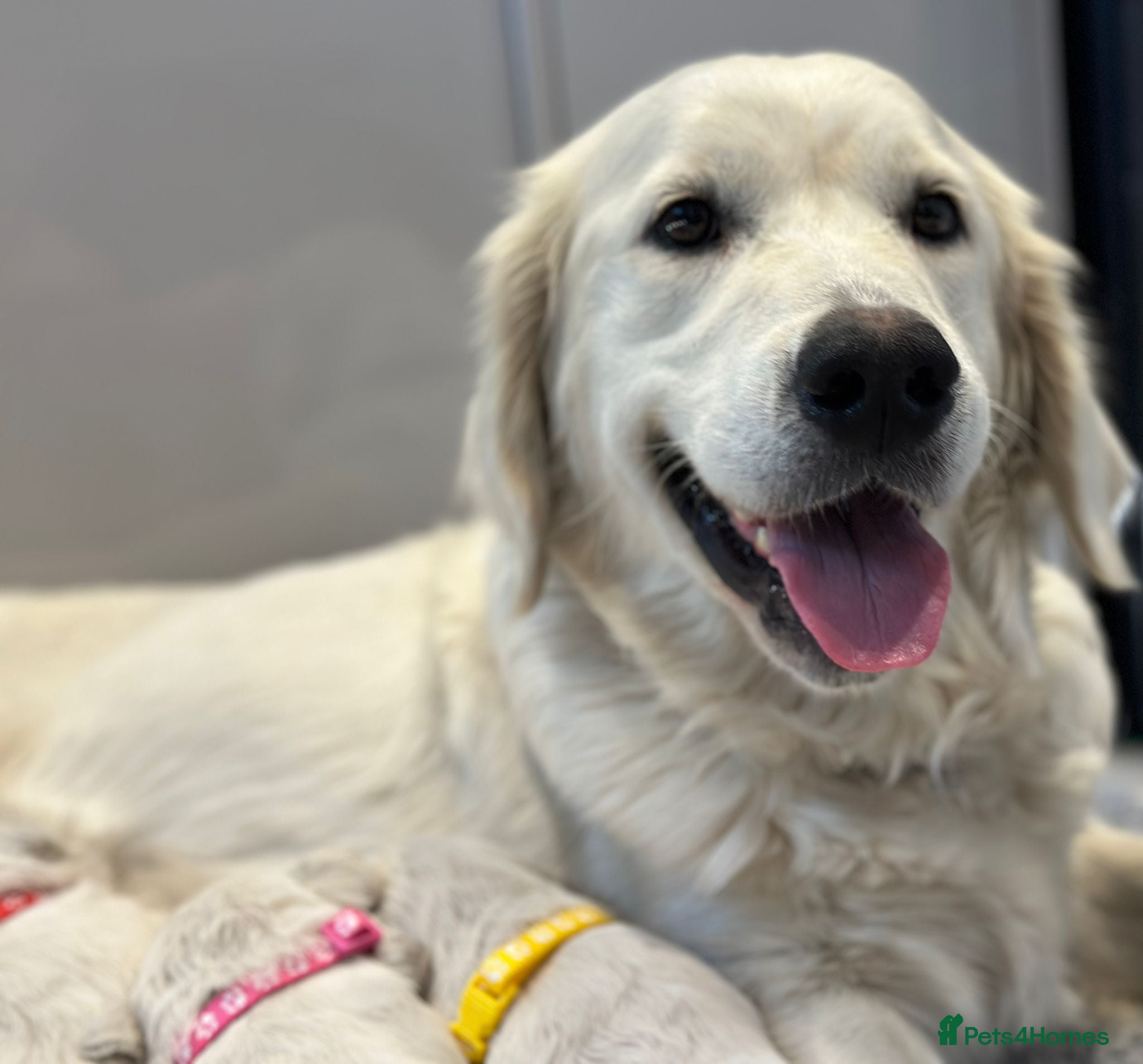 Golden Retriever dogs Golden retriever puppies Ready NOW - Advert 2