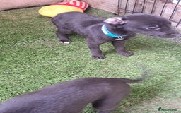 Greyhound dogs for sale: 💙READY TO GO💙 1 pup left - Irish Greyhound  - Image 7