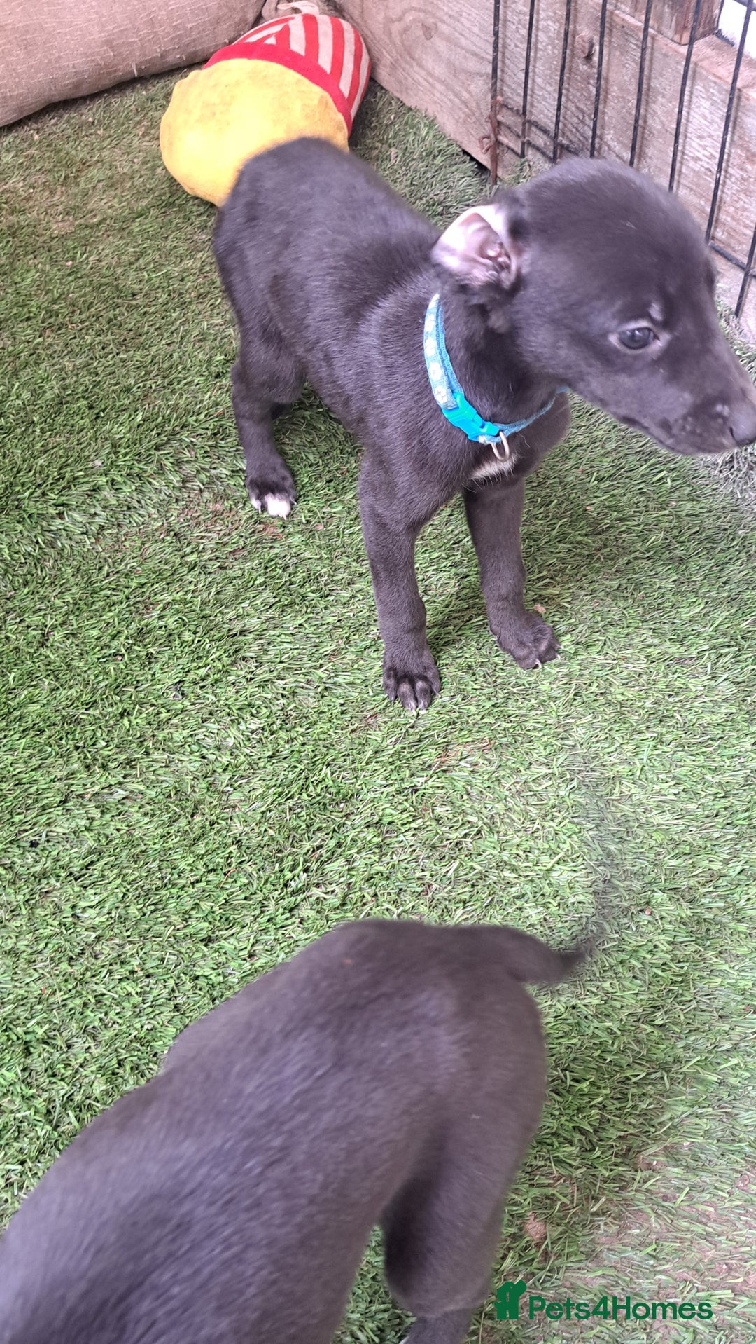 Greyhound dogs for sale: 💙READY TO GO💙 1 pup left - Irish Greyhound  - Image 7