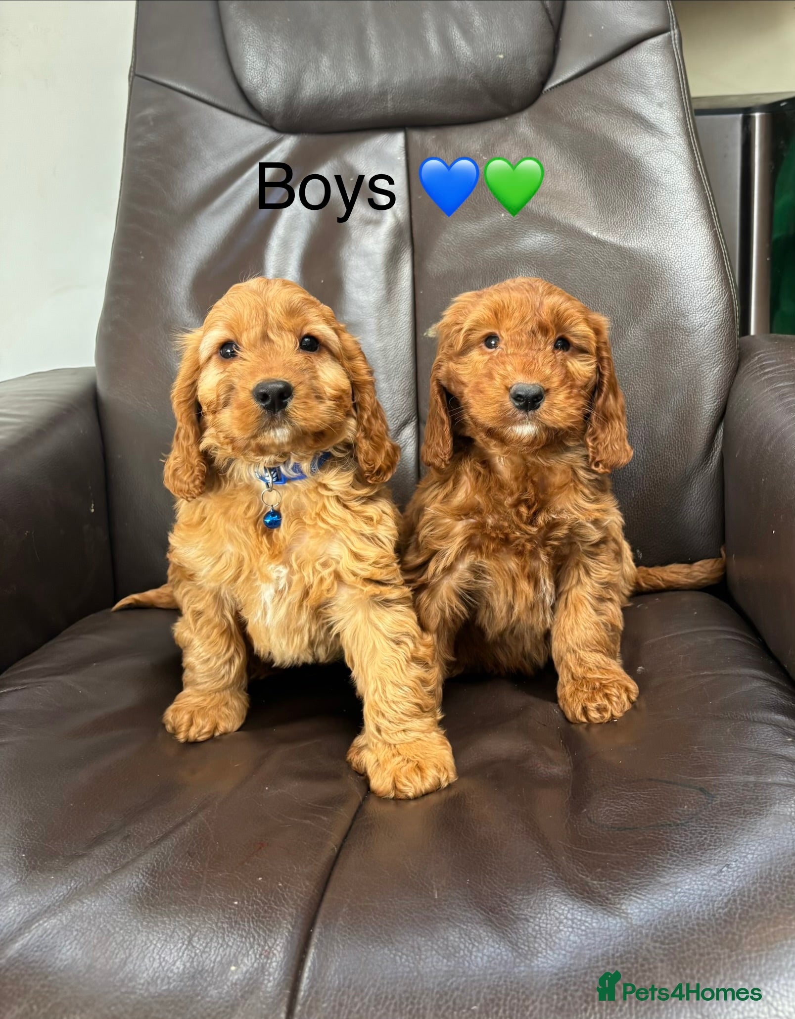 Cockapoo dogs F1 Cockapoo Puppies Ready Now! - Advert 1