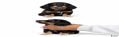 Miniature Dachshund 4