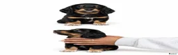 Miniature Dachshund dogs for sale: Long haired miniature dachshund  - Advert 5
