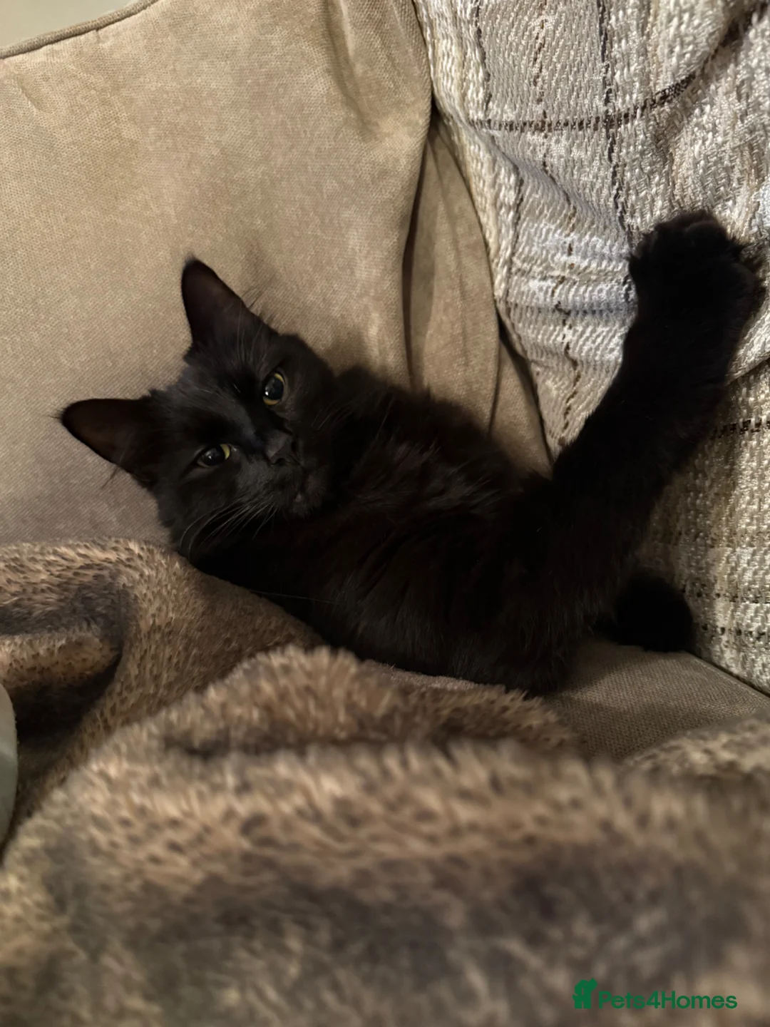 Maine Coon cats for sale: Maine Coon Cross Adult Male - Advert 1