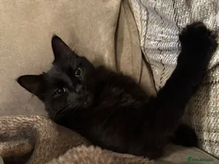 Maine Coon cats Maine Coon Cross Adult Male - Advert 1