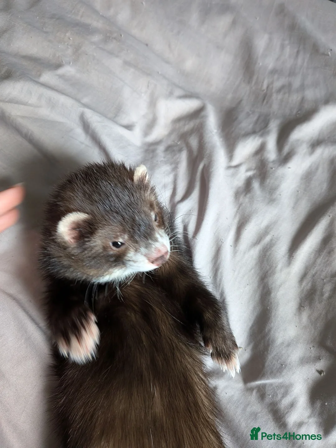 Ferret rodents for sale: Ruben. Mostly vaccinated, Semi angora  in Belper - Advert 6