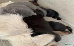 Mixed Breed cats for sale: Ragdoll x kittens  - Image 1
