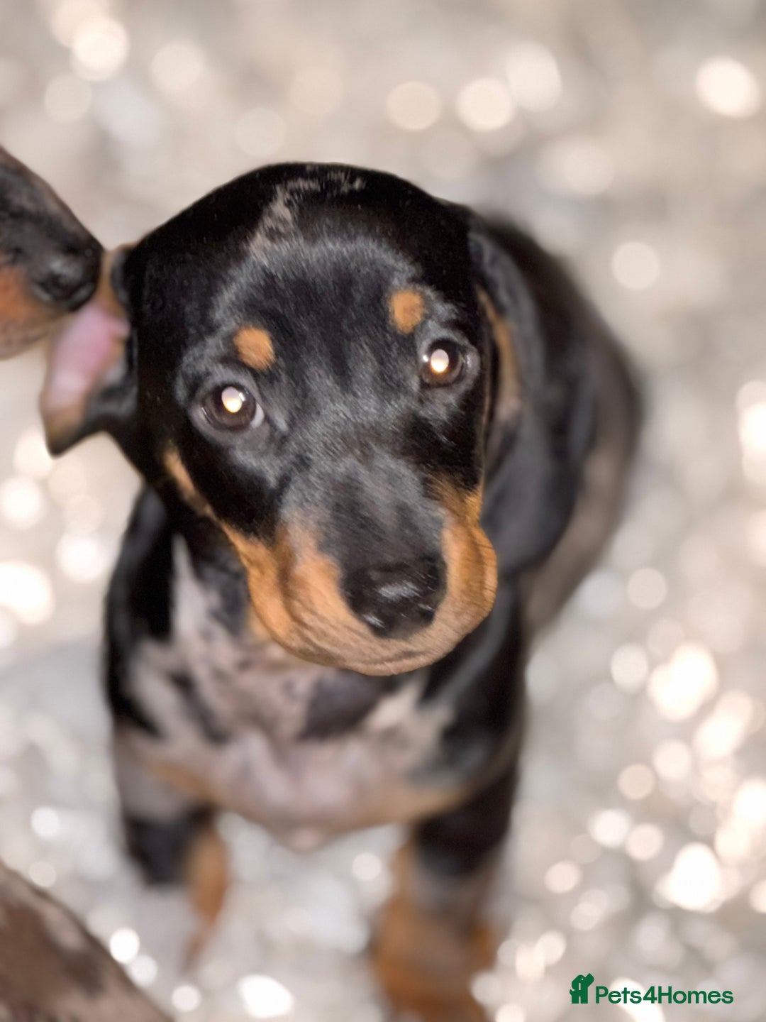 Miniature Dachshund dogs for sale: Absolutely stunning miniature KC reg Dachshund’s  - Advert 13