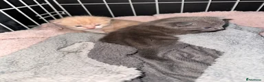British Shorthair Kitten 2