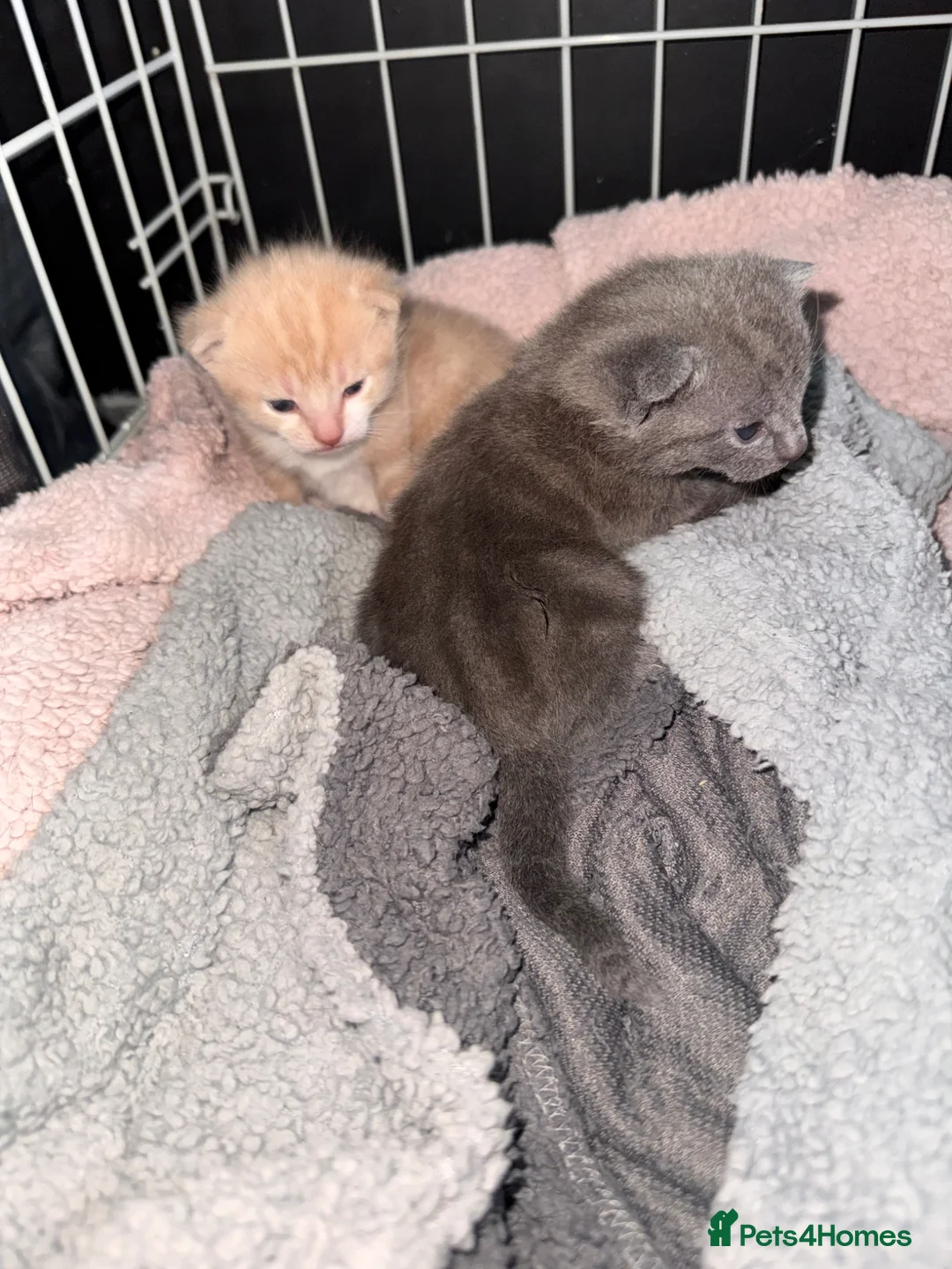 British Shorthair cats for sale: **** Absolutely Stunning Kittens**** - Advert 2
