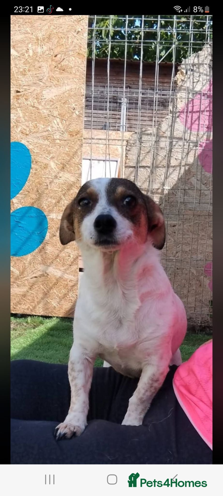 Mixed Breed dogs Daisy 6kg  - Advert 1