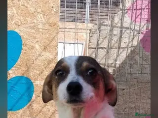 Mixed Breed dogs Daisy 6kg - Advert 5