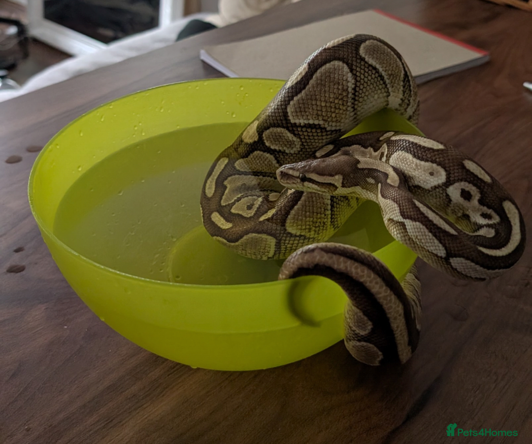 Python Snake reptiles for sale: Butter royal/ball python  - Image 5