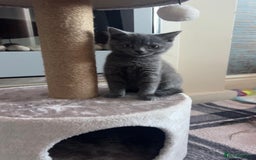 British Shorthair cats for sale: Pedigree male British shorthair  - Image 3