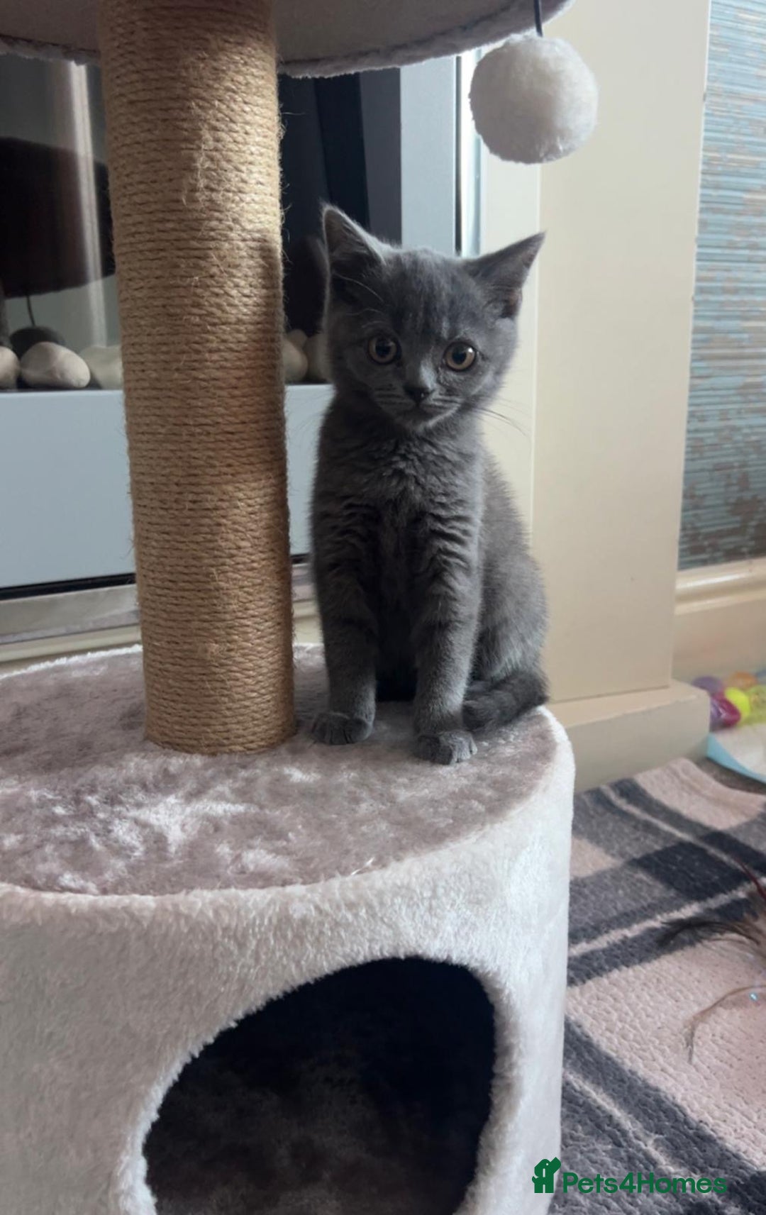 British Shorthair cats for sale: Pedigree male British shorthair  - Image 3