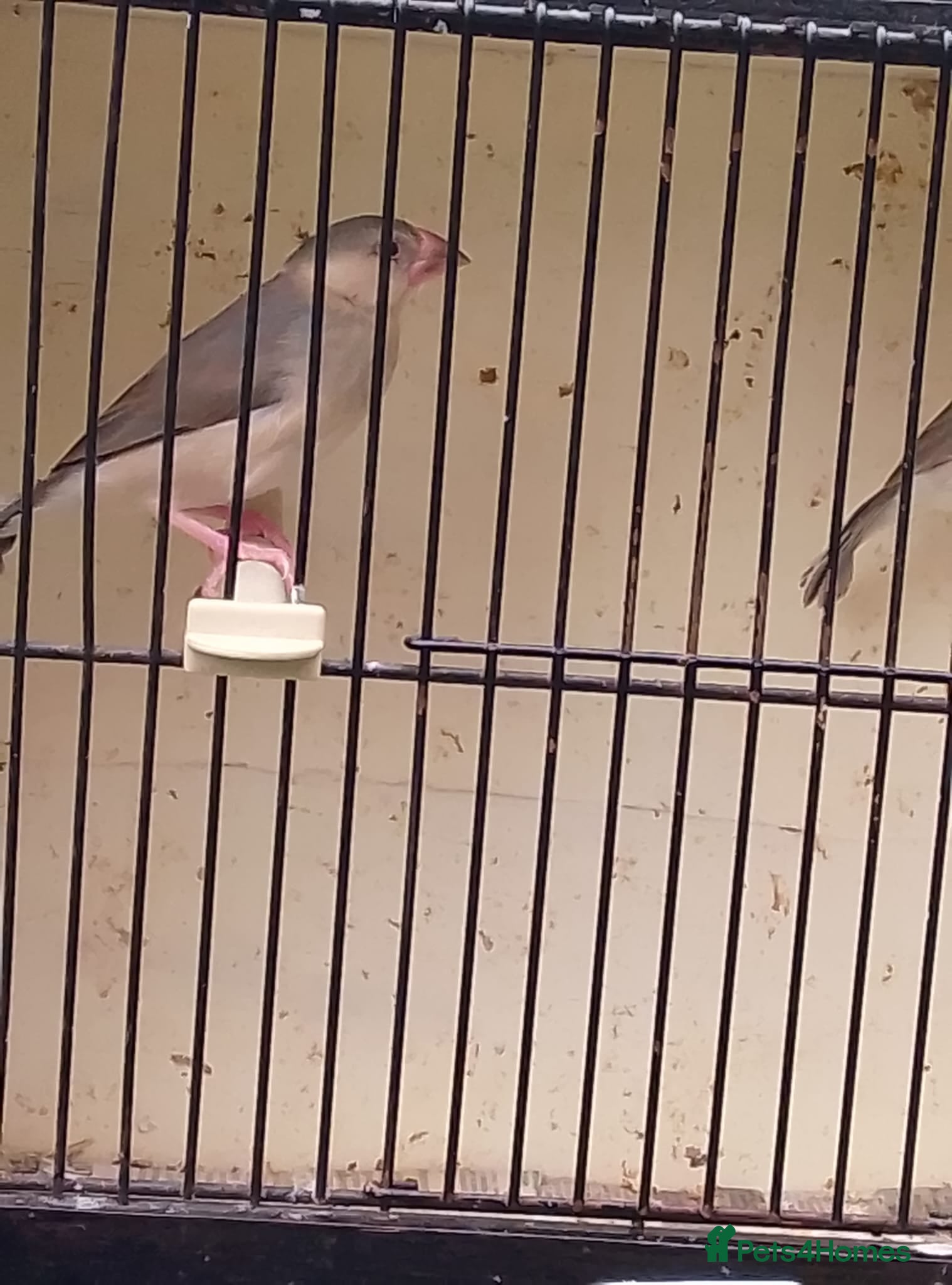 Finches birds Various finch  - Advert 11