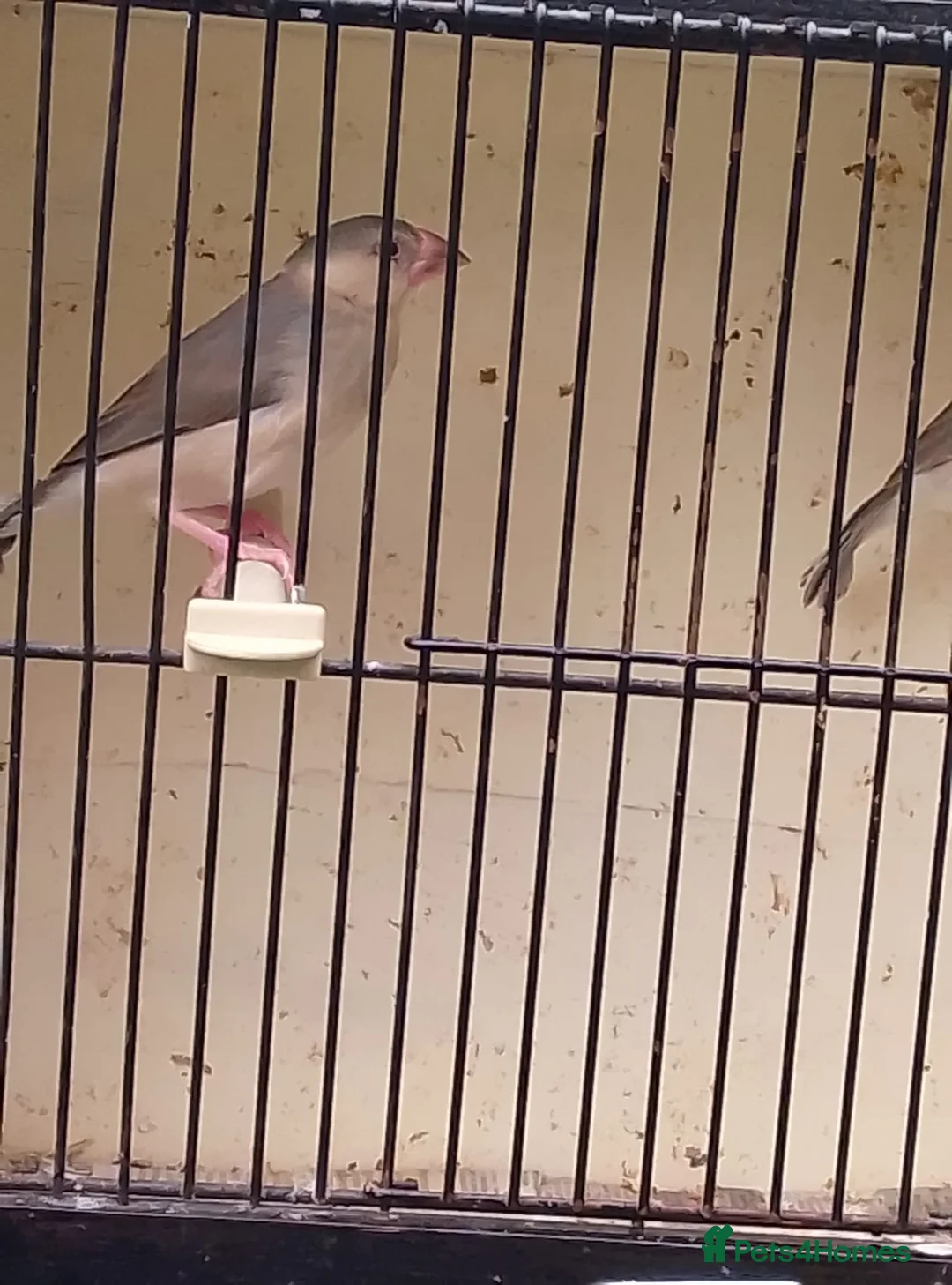 Finches birds for sale: finch  - Advert 1