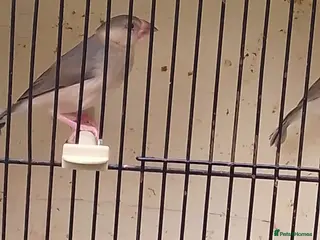 Finches birds Various finch - Advert 11