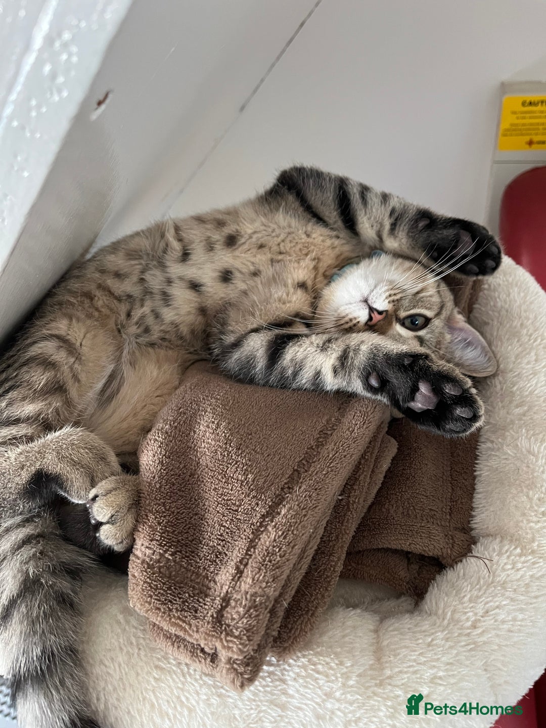 British Shorthair cats for sale: Simba - British Shorthair Kitten - Image 3