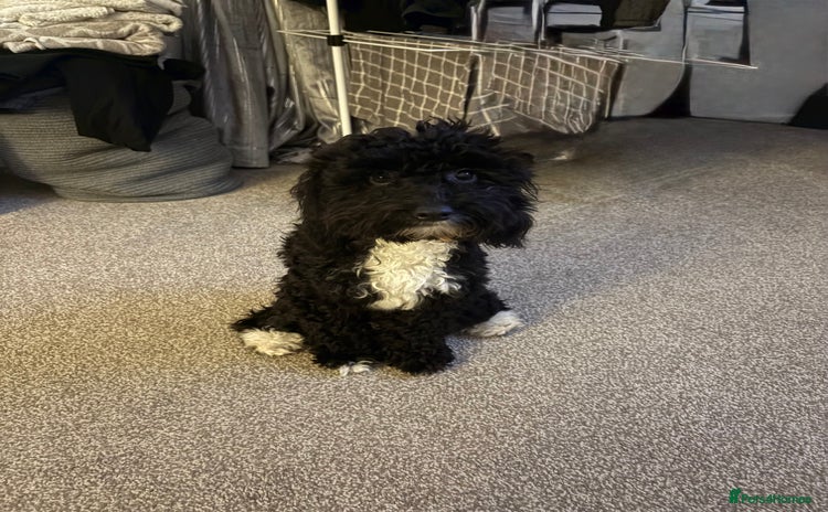 Cockapoo dogs - Advert 7