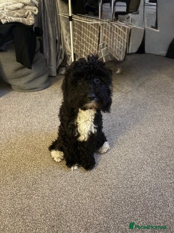 Cockapoo dogs - Advert 7