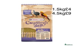 Quail poultry for sale: Beautiful Button Quail Chicks (CPQ, King) - Image 21