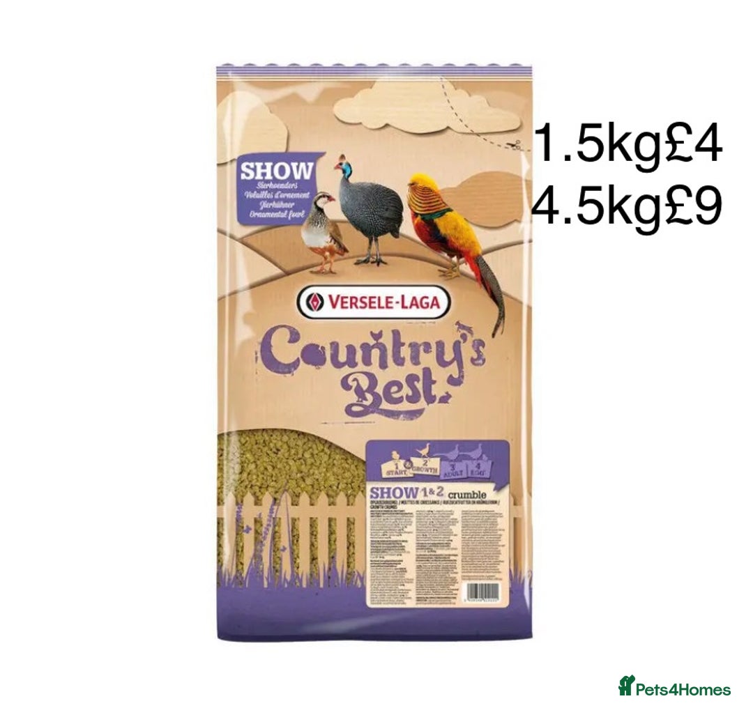 Quail poultry for sale: Beautiful Button Quail Chicks (CPQ, King) - Image 21