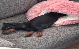 Miniature Dachshund dogs for sale: Spooky the miniature dachshund - Image 2