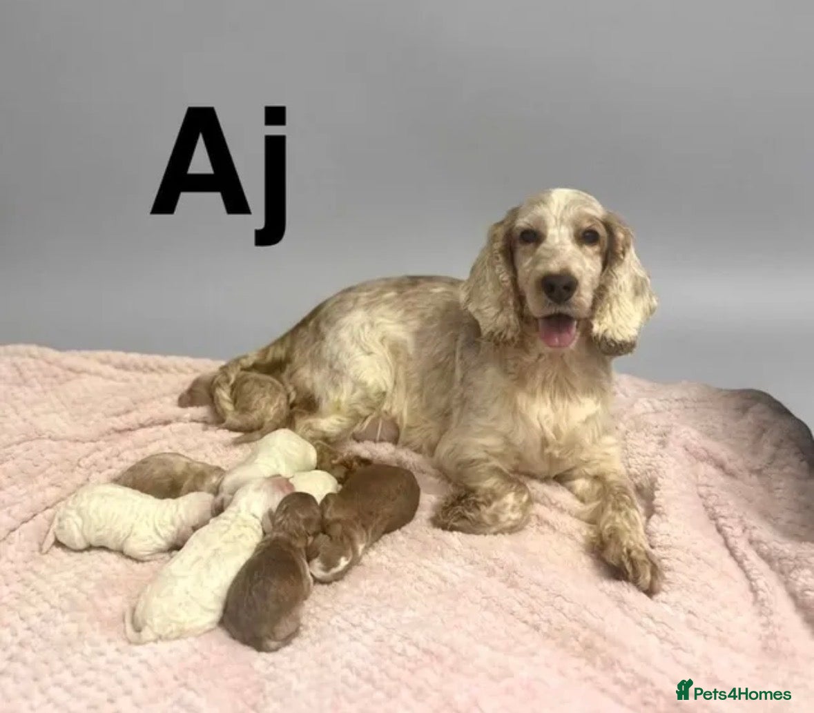 Cockapoo dogs for sale: F1 cockapoos  - Advert 5