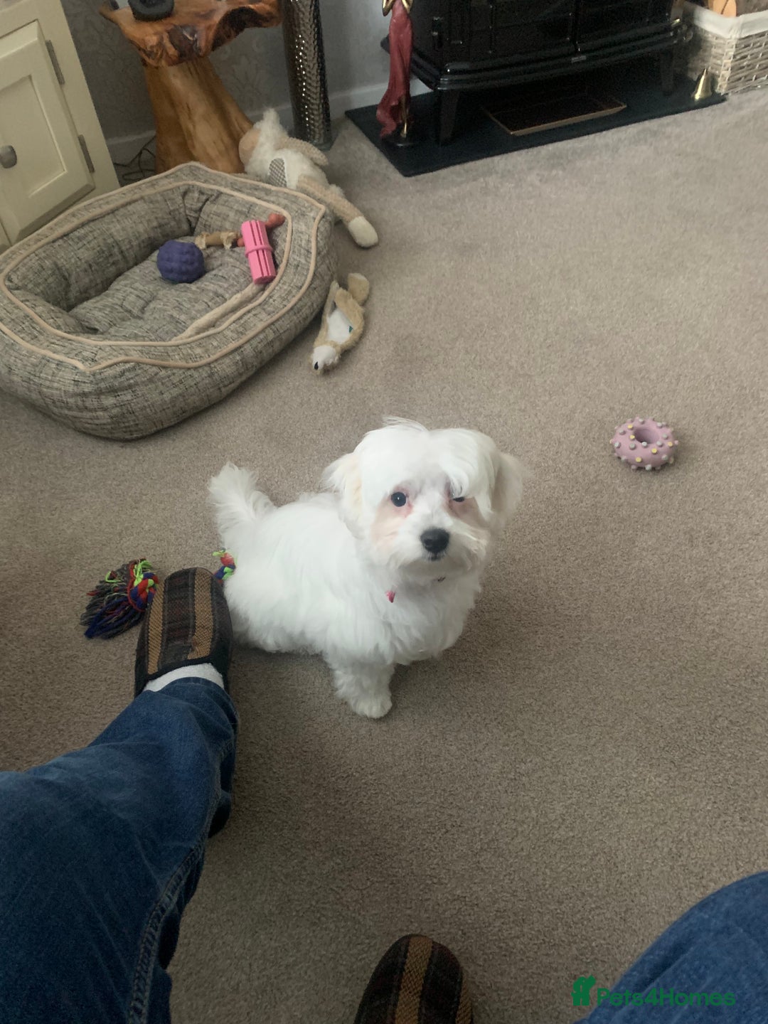 Maltese dogs for sale: Cindy - Advert 6