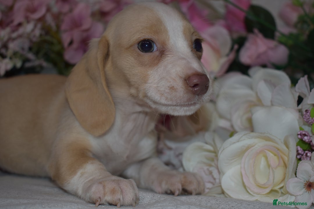 Miniature Dachshund dogs for sale: KC Smooth Coat Miniature Dachshund Puppies - Advert 7