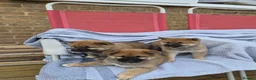 Japanese Shiba Inu dogs for sale: Last Lovely Shiba Inu Puppy, Ready for home now! - Advert 14