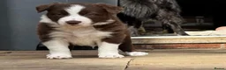 Border Collie dogs for sale: Born Curious, Raised Close to People-Border Collie in Leicester - Advert 14