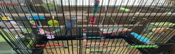 Budgerigars birds for sale: Budgies x 2 and cage and accessories  in Sowerby Bridge - Advert 4