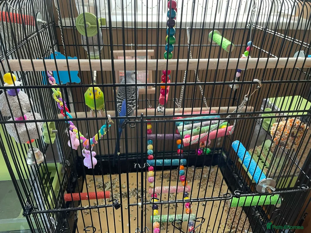 Budgerigars birds for sale: Budgies x 2 and cage and accessories  in Sowerby Bridge - Advert 4