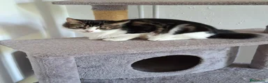 Domestic Shorthair 1