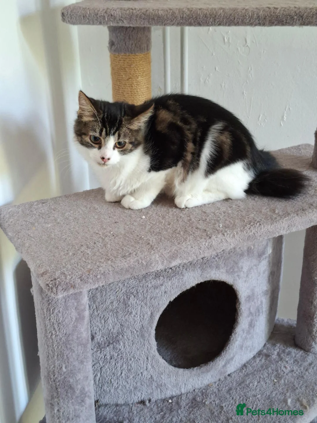 Domestic Shorthair cats for sale: 5 month old kitten in Andover - Advert 2