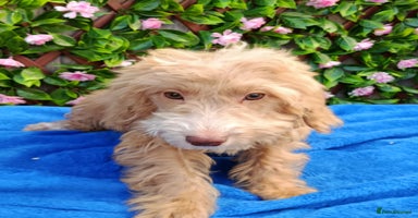 Cockapoo dogs EXTENSIVELY HEALTH TESTED PARENTS F1 COCKAPOOS - Advert 14