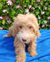 Cockapoo dogs EXTENSIVELY HEALTH TESTED PARENTS F1 COCKAPOOS - Advert 14