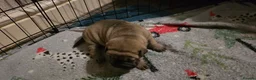 Shar Pei dogs for sale: 2 female shar pei puppies  - Advert 4
