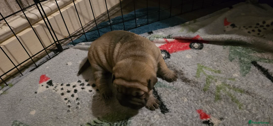 Shar Pei dogs for sale: 2 female shar pei puppies  - Advert 4