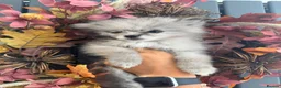 Pomeranian dogs for sale: REDUCED!!  KC FULLY VACCINATED Pomeranians   - Advert 17