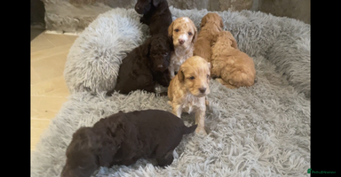 Cockapoo dogs - Advert 1