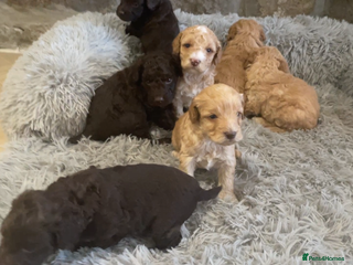 Cockapoo dogs - Advert 3