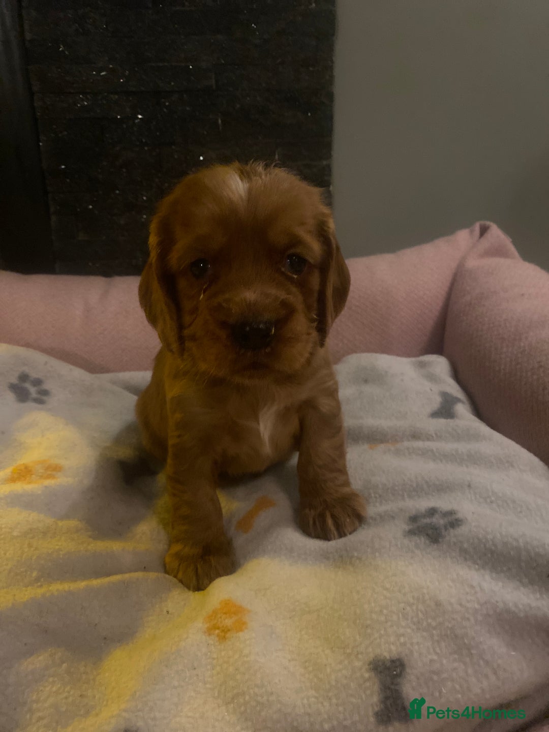 Cocker Spaniel dogs for sale: cocker spaniel puppies - Advert 5