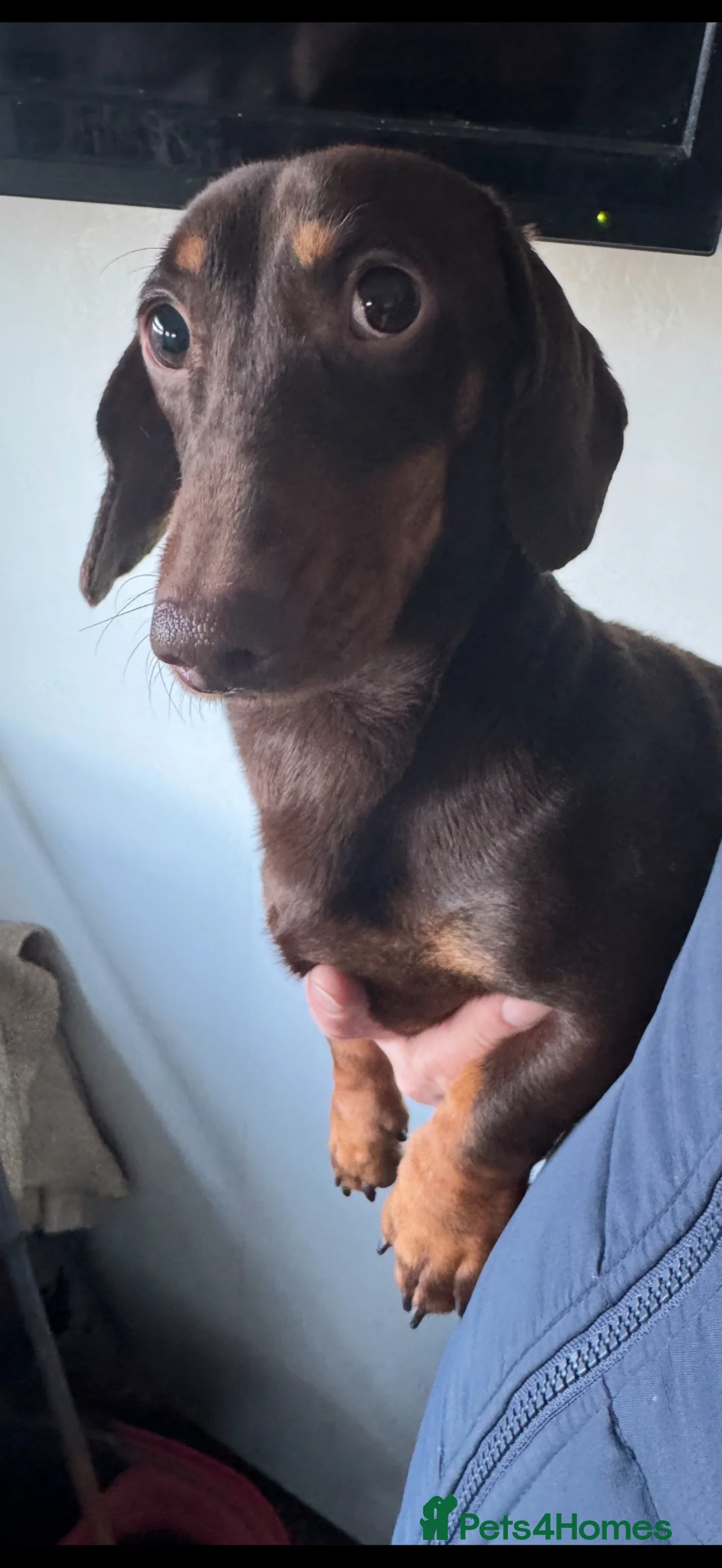 Miniature Dachshund dogs for sale: KC CHOCOLATE & TAN MINIATURE DACHSHUND  - Advert 4