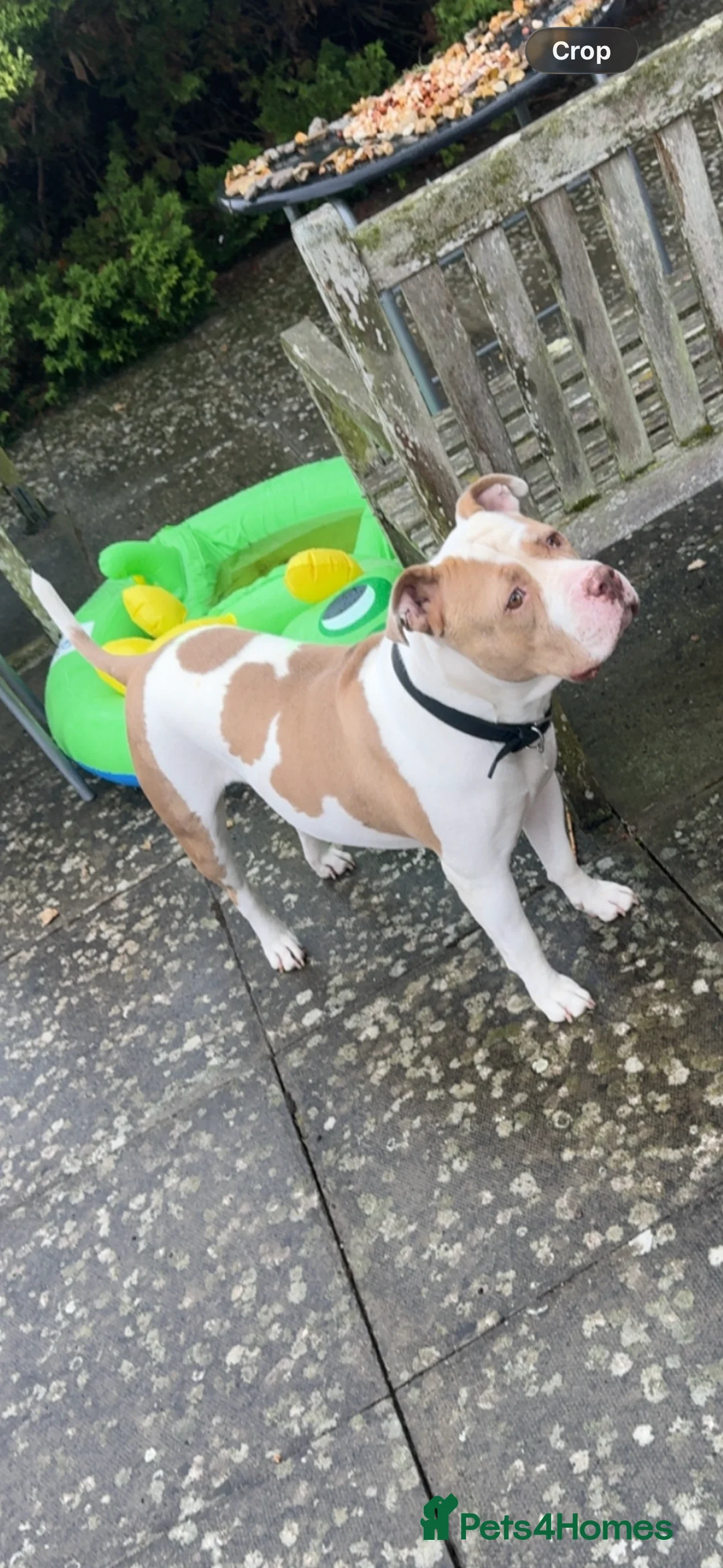 American Bulldog dogs for sale: Female American bulldog for sale in St. Neots - Advert 1