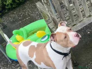 American Bulldog dogs Female American bulldog for sale in St. Neots - Advert 1