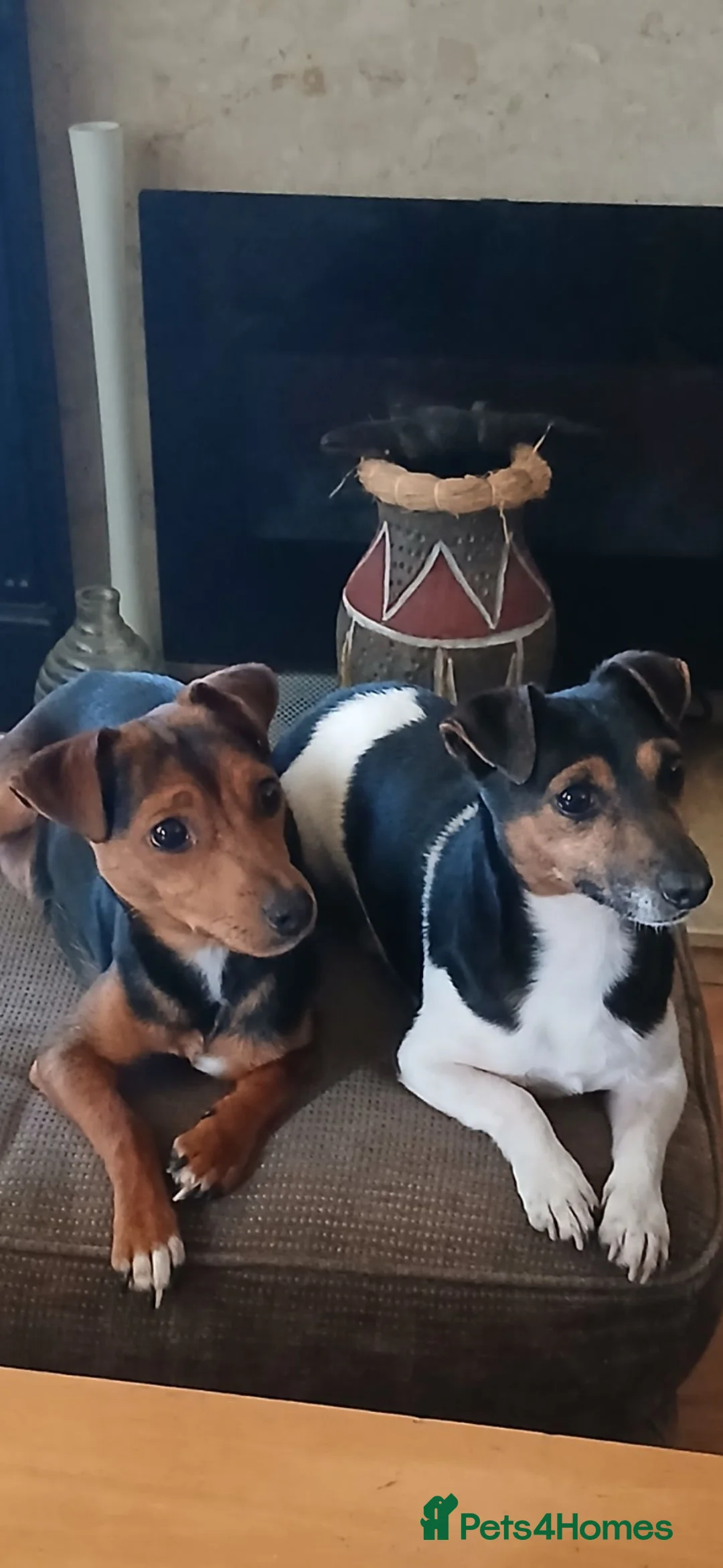 Jack Russell dogs for sale: Female jack russell pups  - Advert 2
