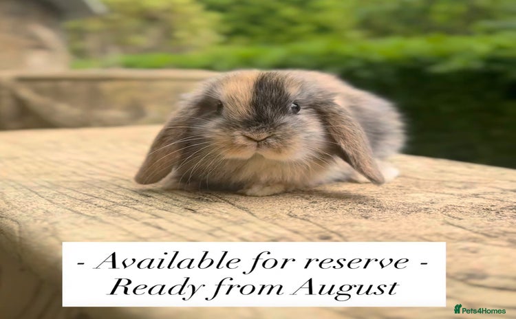 Mini Lop rabbits - Advert 15